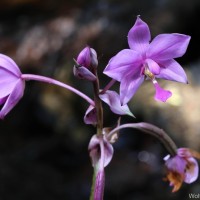 Spathoglottis plicata Blume